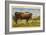 Longhorn Steer, Rockdale, Texas-null-Framed Art Print