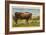 Longhorn Steer, Rockdale, Texas-null-Framed Art Print