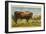 Longhorn Steer, Rockdale, Texas-null-Framed Art Print