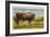 Longhorn Steer, Rockdale, Texas-null-Framed Art Print