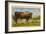 Longhorn Steer, Rockdale, Texas-null-Framed Art Print