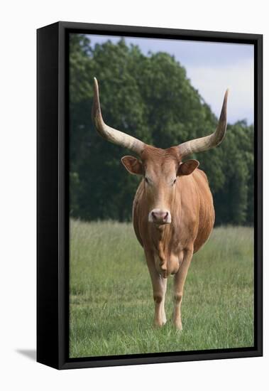 Longhorn Watusi Mix-DLILLC-Framed Premier Image Canvas