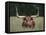 Longhorn Watusi Mix-DLILLC-Framed Premier Image Canvas
