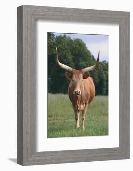 Longhorn Watusi Mix-DLILLC-Framed Photographic Print