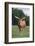 Longhorn Watusi Mix-DLILLC-Framed Photographic Print