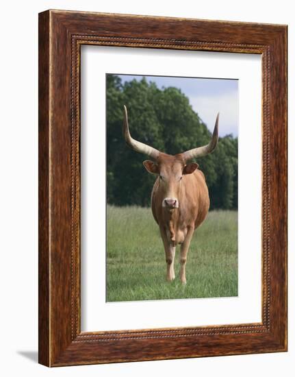 Longhorn Watusi Mix-DLILLC-Framed Photographic Print