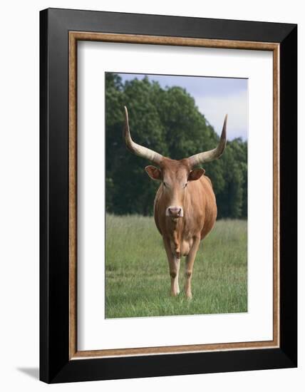 Longhorn Watusi Mix-DLILLC-Framed Photographic Print