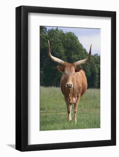 Longhorn Watusi Mix-DLILLC-Framed Photographic Print