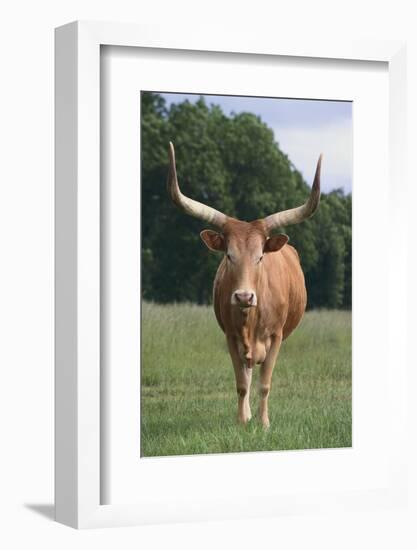 Longhorn Watusi Mix-DLILLC-Framed Photographic Print