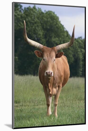 Longhorn Watusi Mix-DLILLC-Mounted Photographic Print