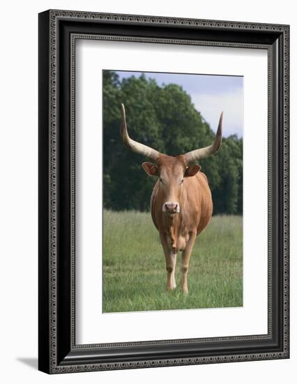 Longhorn Watusi Mix-DLILLC-Framed Photographic Print