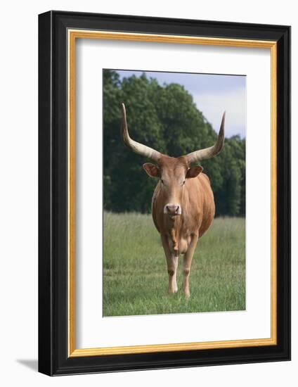 Longhorn Watusi Mix-DLILLC-Framed Photographic Print