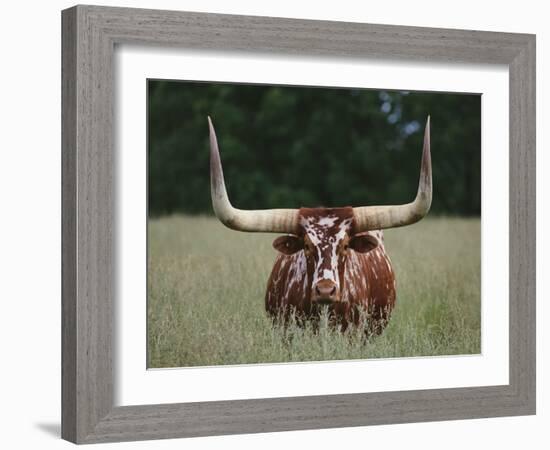 Longhorn Watusi Mix-DLILLC-Framed Photographic Print