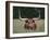 Longhorn Watusi Mix-DLILLC-Framed Photographic Print