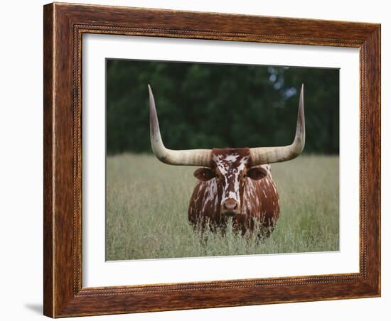 Longhorn Watusi Mix-DLILLC-Framed Photographic Print