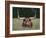 Longhorn Watusi Mix-DLILLC-Framed Photographic Print