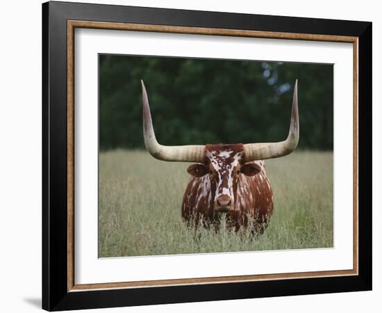 Longhorn Watusi Mix-DLILLC-Framed Photographic Print