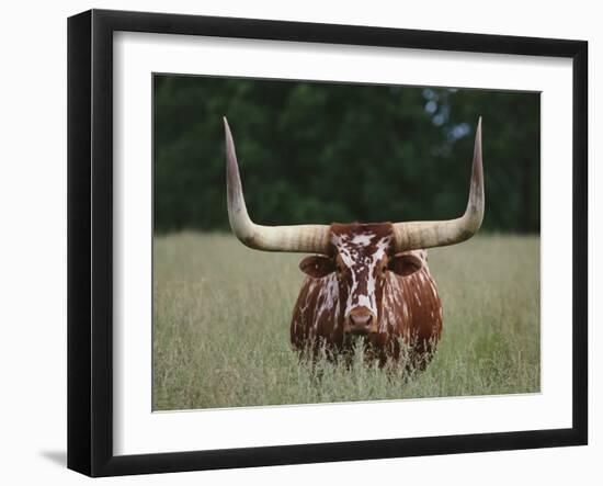 Longhorn Watusi Mix-DLILLC-Framed Photographic Print