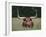 Longhorn Watusi Mix-DLILLC-Framed Photographic Print