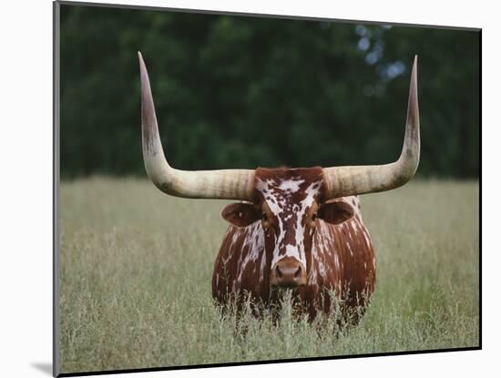 Longhorn Watusi Mix-DLILLC-Mounted Photographic Print