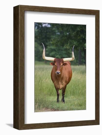 Longhorn Watusi Mix-DLILLC-Framed Photographic Print