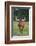 Longhorn Watusi Mix-DLILLC-Framed Photographic Print