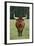 Longhorn Watusi Mix-DLILLC-Framed Photographic Print