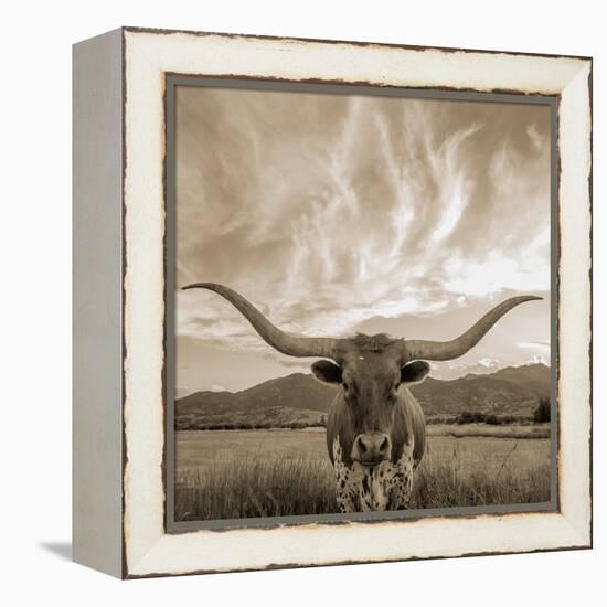 Longhorn-THE Studio-Framed Premier Image Canvas