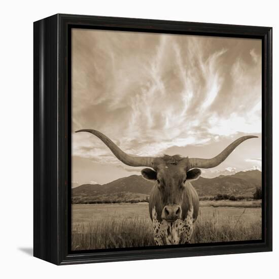 Longhorn-THE Studio-Framed Premier Image Canvas