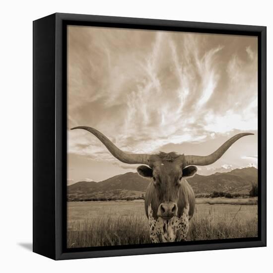 Longhorn-THE Studio-Framed Premier Image Canvas