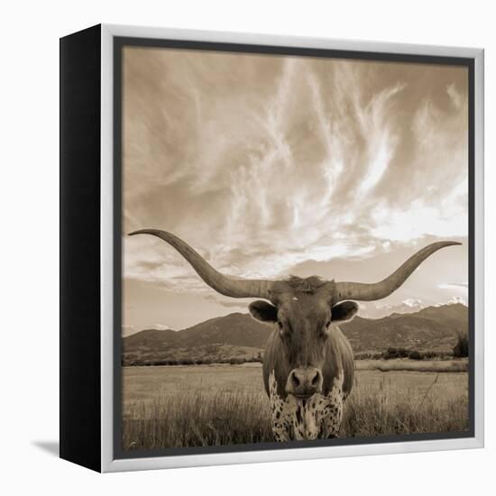 Longhorn-THE Studio-Framed Premier Image Canvas