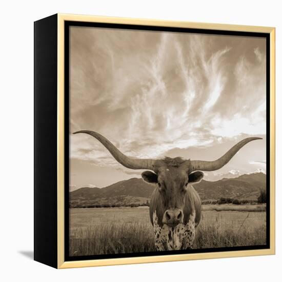 Longhorn-THE Studio-Framed Premier Image Canvas