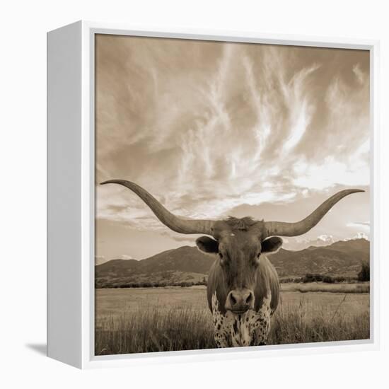 Longhorn-THE Studio-Framed Premier Image Canvas