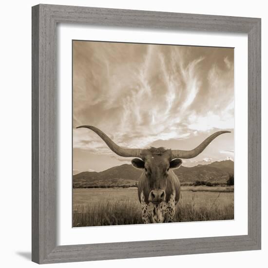 Longhorn-THE Studio-Framed Giclee Print