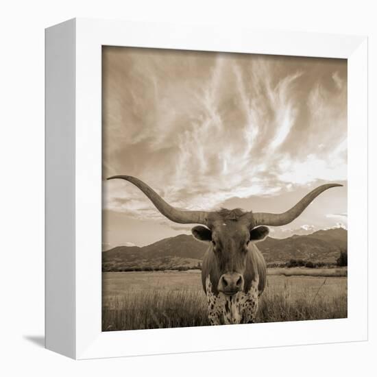 Longhorn-THE Studio-Framed Giclee Print