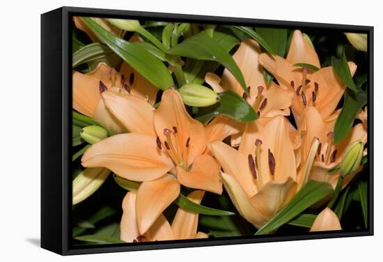 Longiflorum X Asiatic 'Salmon Classic'-Adrian Thomas-Framed Premier Image Canvas