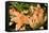Longiflorum X Asiatic 'Salmon Classic'-Adrian Thomas-Framed Premier Image Canvas