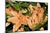 Longiflorum X Asiatic 'Salmon Classic'-Adrian Thomas-Mounted Photographic Print