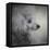 Longing Silver Standard Poodle-Jai Johnson-Framed Premier Image Canvas