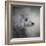 Longing Silver Standard Poodle-Jai Johnson-Framed Giclee Print