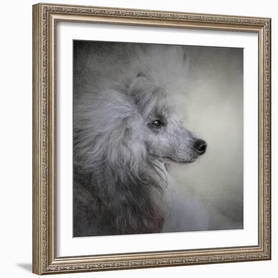 Longing Silver Standard Poodle-Jai Johnson-Framed Giclee Print