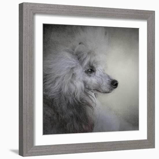 Longing Silver Standard Poodle-Jai Johnson-Framed Giclee Print