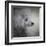 Longing Silver Standard Poodle-Jai Johnson-Framed Giclee Print