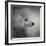 Longing Silver Standard Poodle-Jai Johnson-Framed Giclee Print