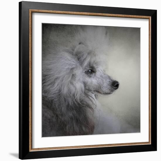 Longing Silver Standard Poodle-Jai Johnson-Framed Giclee Print