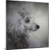 Longing Silver Standard Poodle-Jai Johnson-Mounted Giclee Print