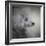 Longing Silver Standard Poodle-Jai Johnson-Framed Giclee Print