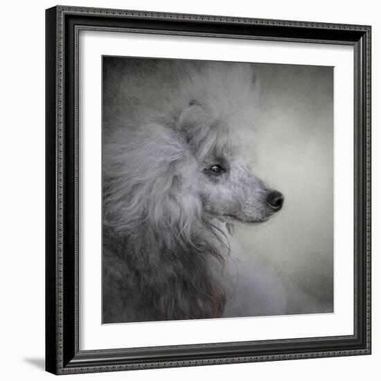 Longing Silver Standard Poodle-Jai Johnson-Framed Giclee Print