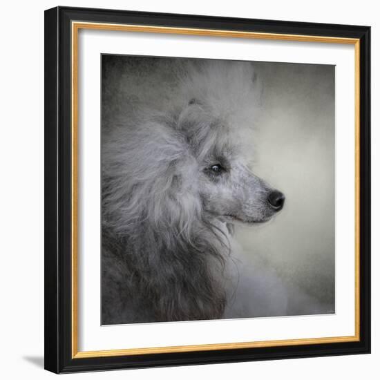 Longing Silver Standard Poodle-Jai Johnson-Framed Giclee Print