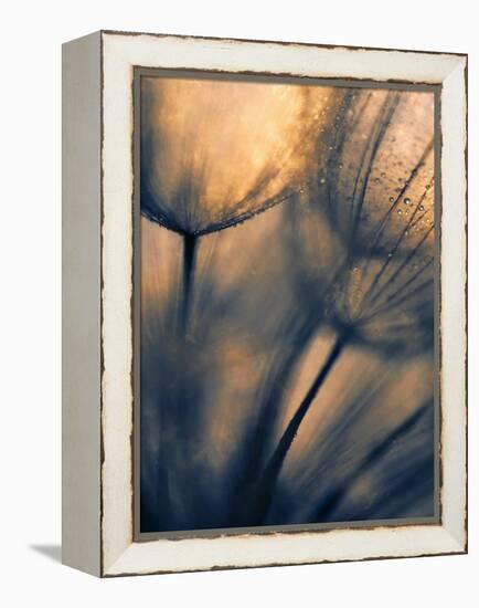 Longing-Ursula Abresch-Framed Premier Image Canvas